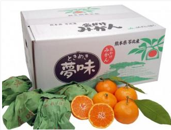 れいほく越冬袋掛けみかん